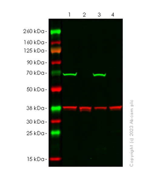 Western blot - Anti-Lamin C antibody [EPR28295-16] (AB314500), expandable thumbnail