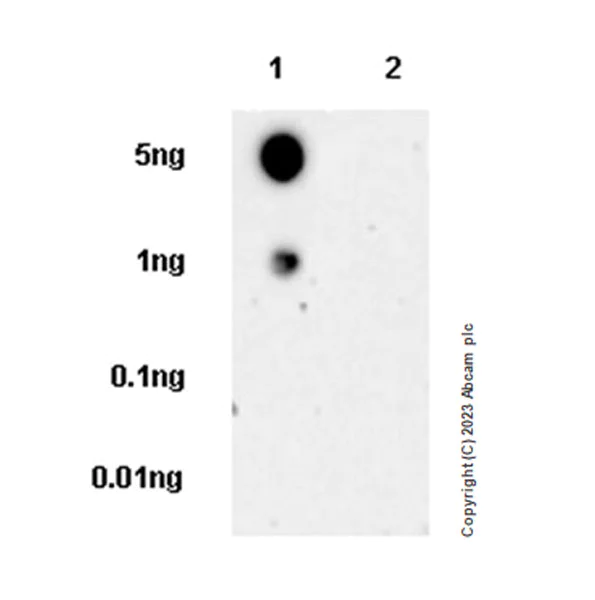 Dot Blot - Anti-Lamin C antibody [EPR28295-16] - Nuclear Envelope Marker (AB314500)