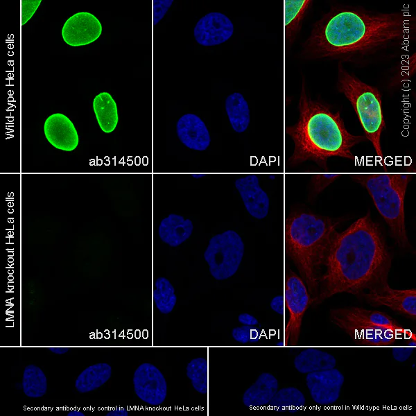 Immunocytochemistry/ Immunofluorescence - Anti-Lamin C antibody [EPR28295-16] - Nuclear Envelope Marker (AB314500)