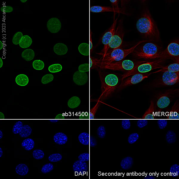 Immunocytochemistry/ Immunofluorescence - Anti-Lamin C antibody [EPR28295-16] - Nuclear Envelope Marker (AB314500)