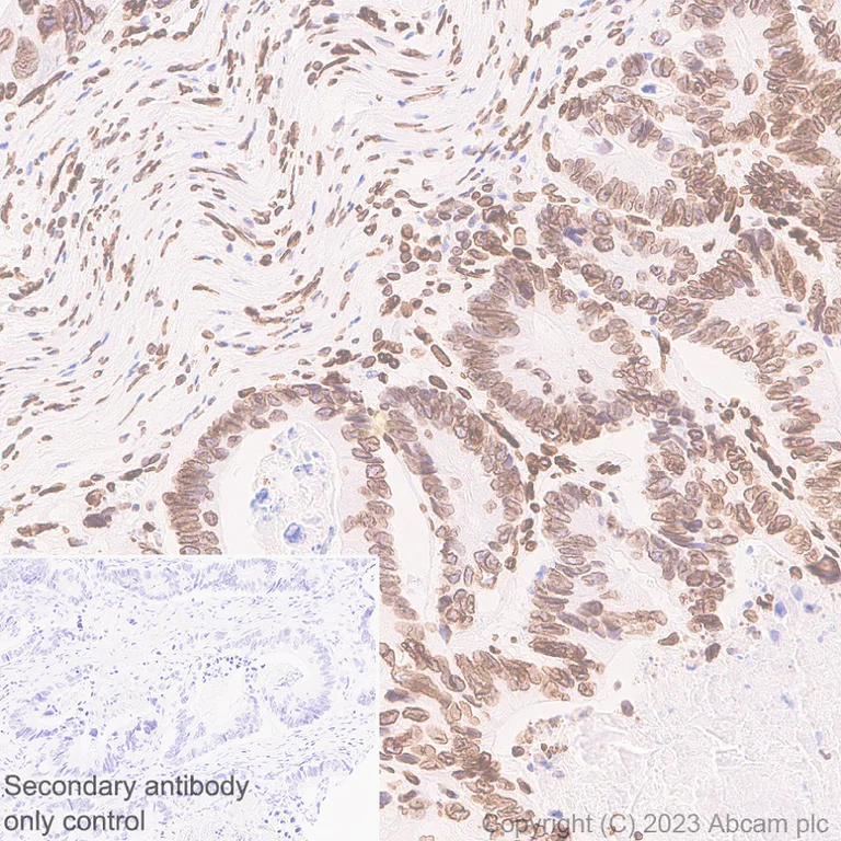 Immunohistochemistry (Formalin/PFA-fixed paraffin-embedded sections) - Anti-Lamin C antibody [EPR28295-16] - Nuclear Envelope Marker (AB314500)