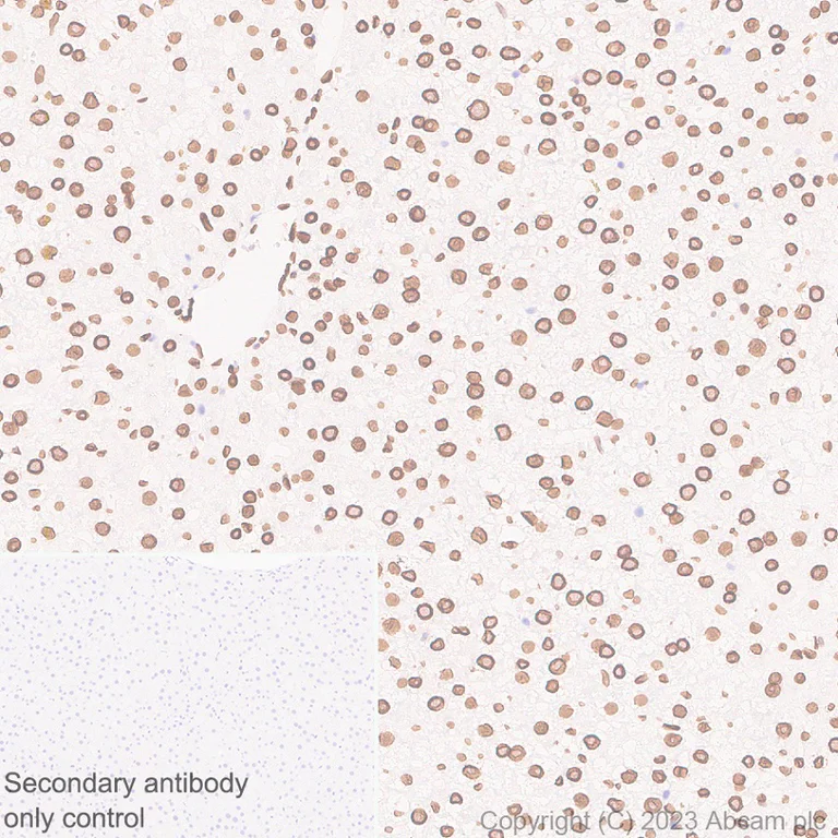 Immunohistochemistry (Formalin/PFA-fixed paraffin-embedded sections) - Anti-Lamin C antibody [EPR28295-16] - Nuclear Envelope Marker (AB314500)