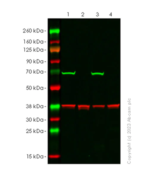 Western blot - Anti-Lamin C antibody [EPR28295-16] - Nuclear Envelope Marker (AB314500)