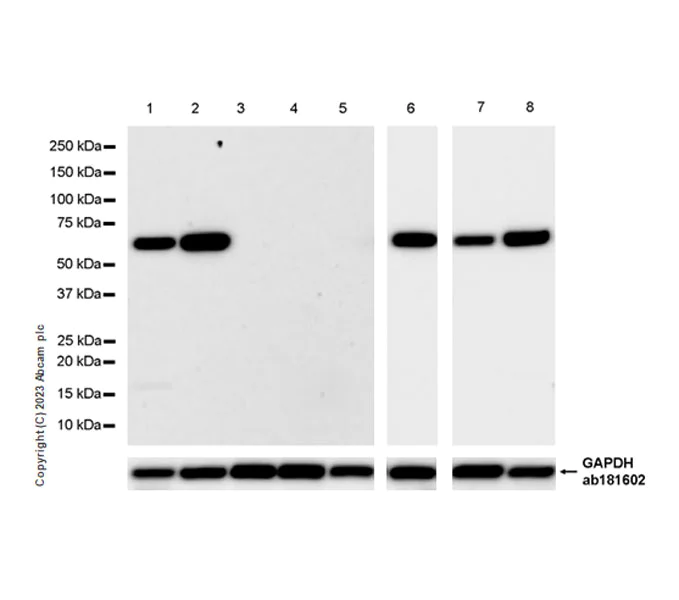Western blot - Anti-Lamin C antibody [EPR28295-16] - Nuclear Envelope Marker (AB314500)