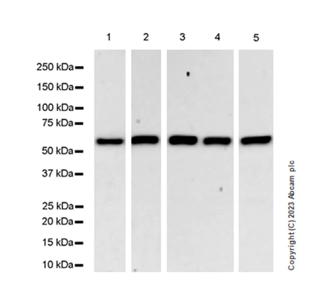Western blot - Anti-Lamin C antibody [EPR28295-16] - Nuclear Envelope Marker (AB314500)