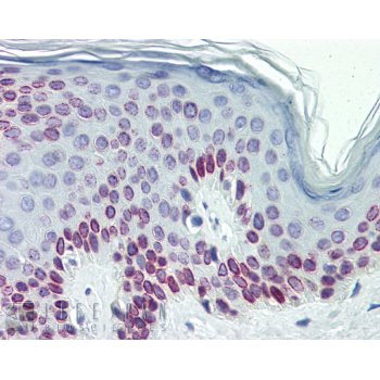 Immunohistochemistry (Formalin/PFA-fixed paraffin-embedded sections) - Anti-Lamin C antibody - Nuclear Envelope Marker (AB125679), expandable thumbnail