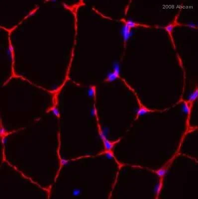 Immunohistochemistry (Frozen sections) - Anti-Laminin 2 alpha antibody [4H8-2] (AB11576)