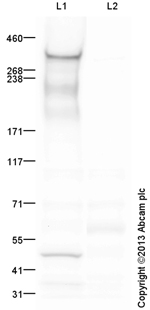 Western blot - Anti-Laminin 2 alpha antibody (AB140482)
