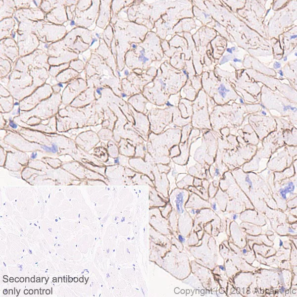 Immunohistochemistry (Formalin/PFA-fixed paraffin-embedded sections) - Anti-Laminin 2 alpha antibody [EPR21890] (AB219409)
