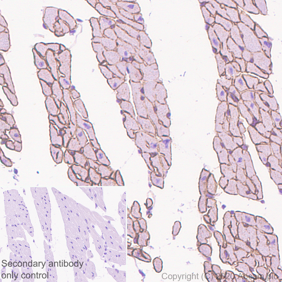 Immunohistochemistry (Formalin/PFA-fixed paraffin-embedded sections) - Anti-Laminin 2 alpha antibody [EPR23924-60] (AB259345), expandable thumbnail
