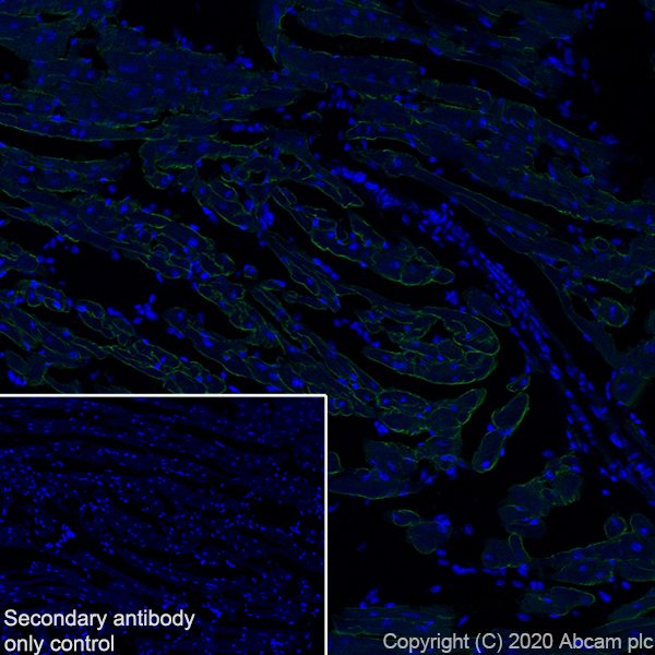Immunohistochemistry (Frozen sections) - Anti-Laminin 2 alpha antibody [EPR23924-60] (AB259345), expandable thumbnail