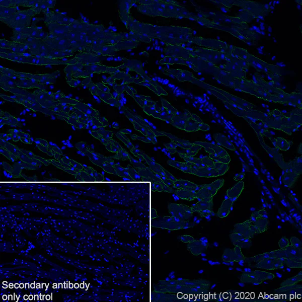 Immunohistochemistry (Frozen sections) - Anti-Laminin 2 alpha antibody [EPR23924-60] - BSA and Azide free (AB275258)