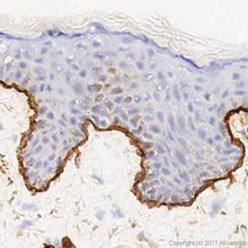 Immunohistochemistry (Frozen sections) - Anti-Laminin 5 antibody [P3H9-2] - BSA and Azide free (AB174717)