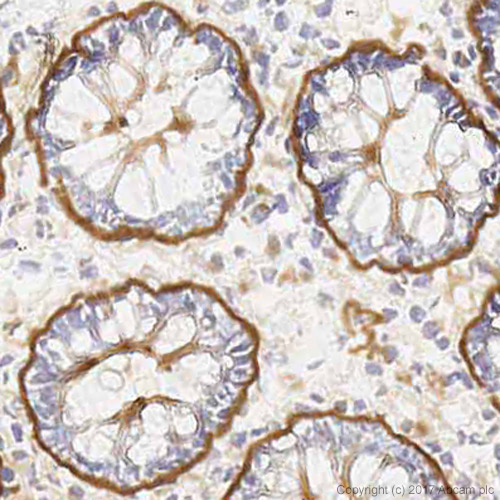 Immunohistochemistry (Frozen sections) - Anti-Laminin 5 antibody [P3H9-2] - BSA and Azide free (AB174717), expandable thumbnail