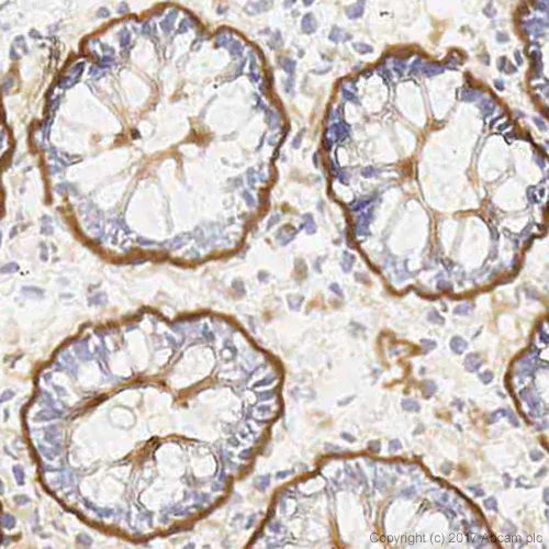 Immunohistochemistry (Frozen sections) - Anti-Laminin 5 antibody [P3H9-2] - BSA and Azide free (AB174717)