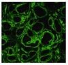 Immunohistochemistry (Formalin/PFA-fixed paraffin-embedded sections) - Anti-Laminin alpha 4/LAMA4 antibody [3H2] (AB205568)