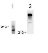 Western blot - Anti-Laminin alpha 4/LAMA4 antibody [3H2] (AB205568)