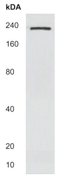Western blot - Anti-Laminin alpha 4/LAMA4 antibody (AB214935), expandable thumbnail