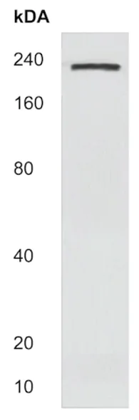 Western blot - Anti-Laminin alpha 4/LAMA4 antibody (AB214935)