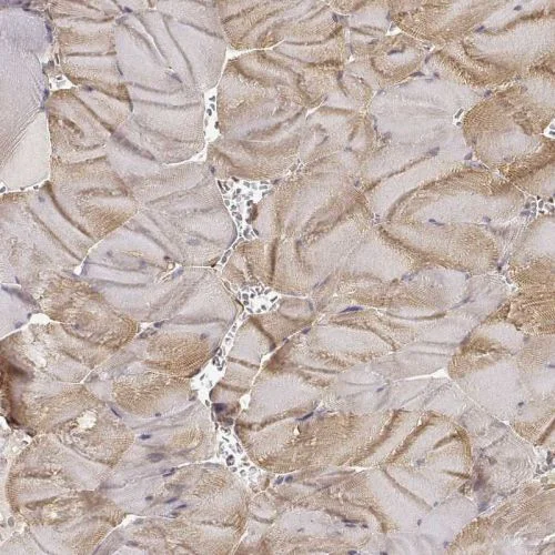 Immunohistochemistry (Formalin/PFA-fixed paraffin-embedded sections) - Anti-Laminin alpha 4/LAMA4 antibody (AB244345)