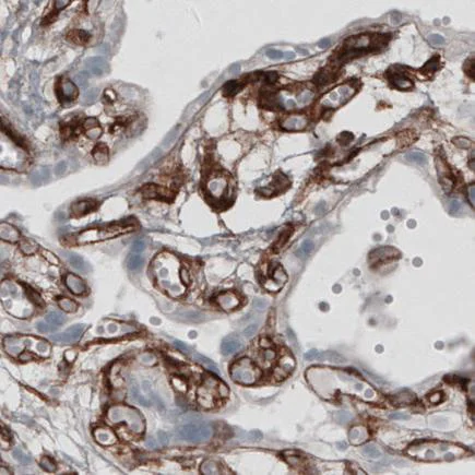 Immunohistochemistry (Formalin/PFA-fixed paraffin-embedded sections) - Anti-Laminin alpha 4/LAMA4 antibody [CL3185] (AB242359)