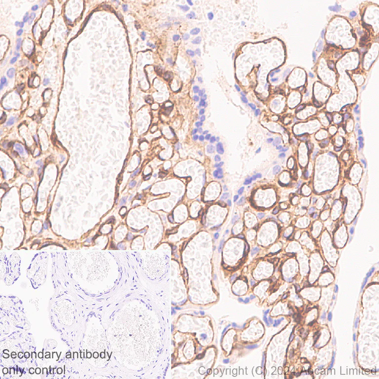 Immunohistochemistry (Formalin/PFA-fixed paraffin-embedded sections) - Anti-Laminin alpha 4/LAMA4 antibody [EPR28287-61] (AB321978)