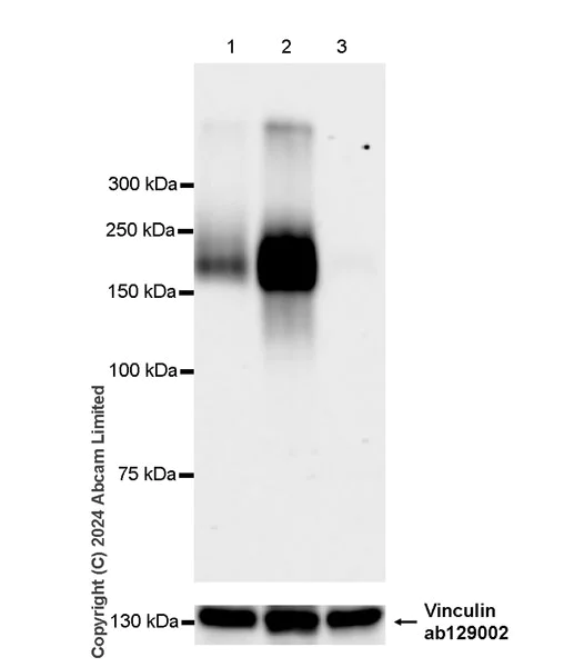 Western blot - Anti-Laminin alpha 4/LAMA4 antibody [EPR28287-61] (AB321978)