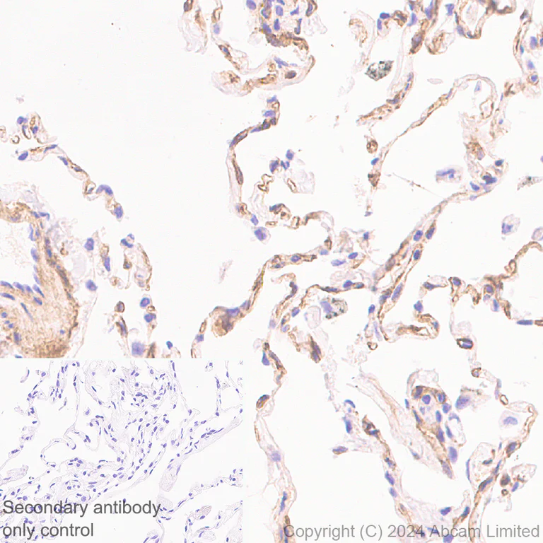 Immunohistochemistry (Formalin/PFA-fixed paraffin-embedded sections) - Anti-Laminin alpha 4/LAMA4 antibody [EPR28287-61] - BSA and Azide free (AB321979)