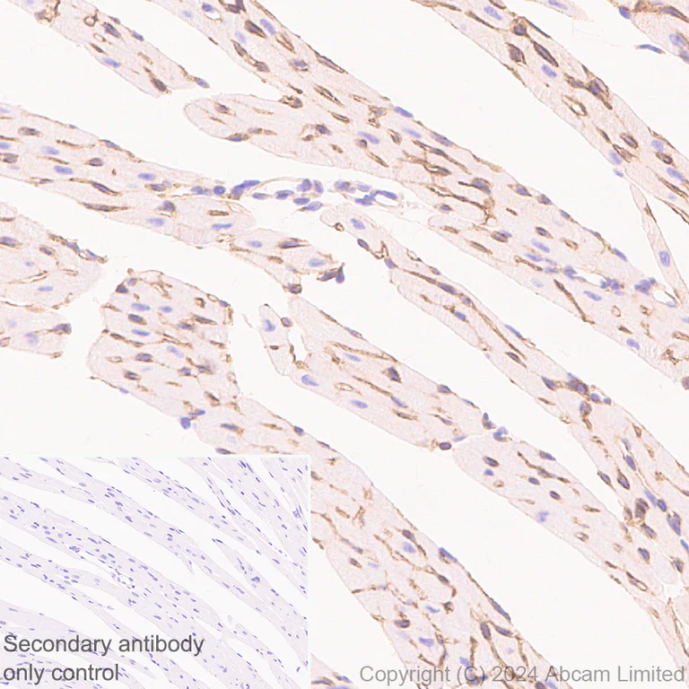 Immunohistochemistry (Formalin/PFA-fixed paraffin-embedded sections) - Anti-Laminin alpha 4/LAMA4 antibody [EPR28287-61] - BSA and Azide free (AB321979)