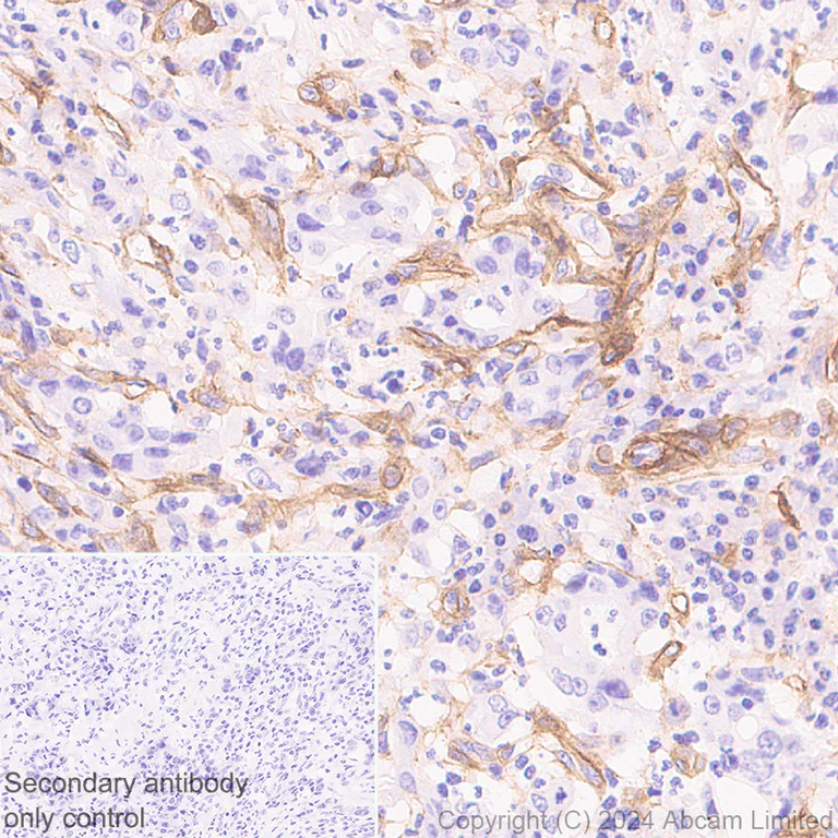 Immunohistochemistry (Formalin/PFA-fixed paraffin-embedded sections) - Anti-Laminin alpha 4/LAMA4 antibody [EPR28287-61] - BSA and Azide free (AB321979)