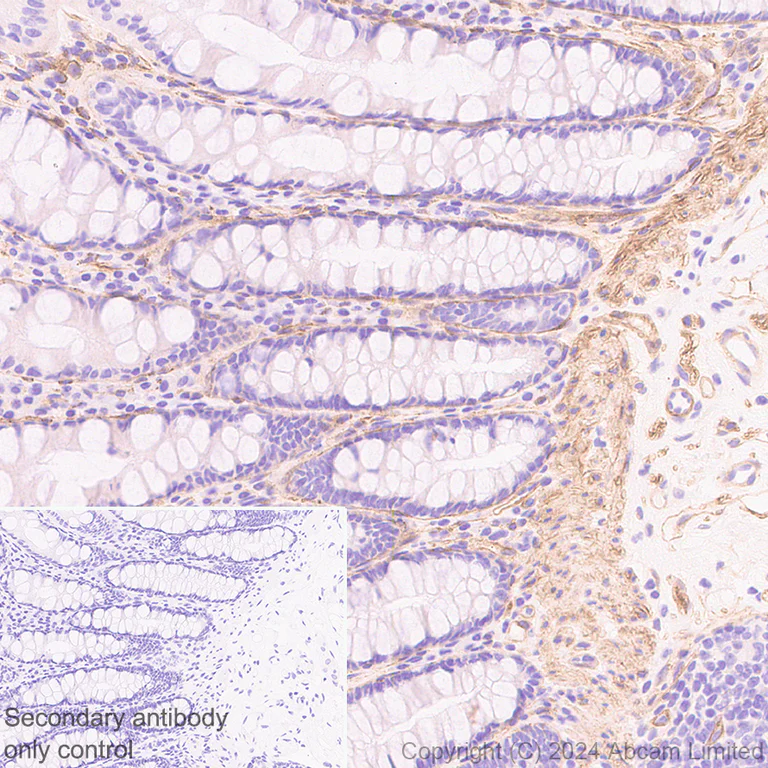 Immunohistochemistry (Formalin/PFA-fixed paraffin-embedded sections) - Anti-Laminin alpha 4/LAMA4 antibody [EPR28287-61] - BSA and Azide free (AB321979)