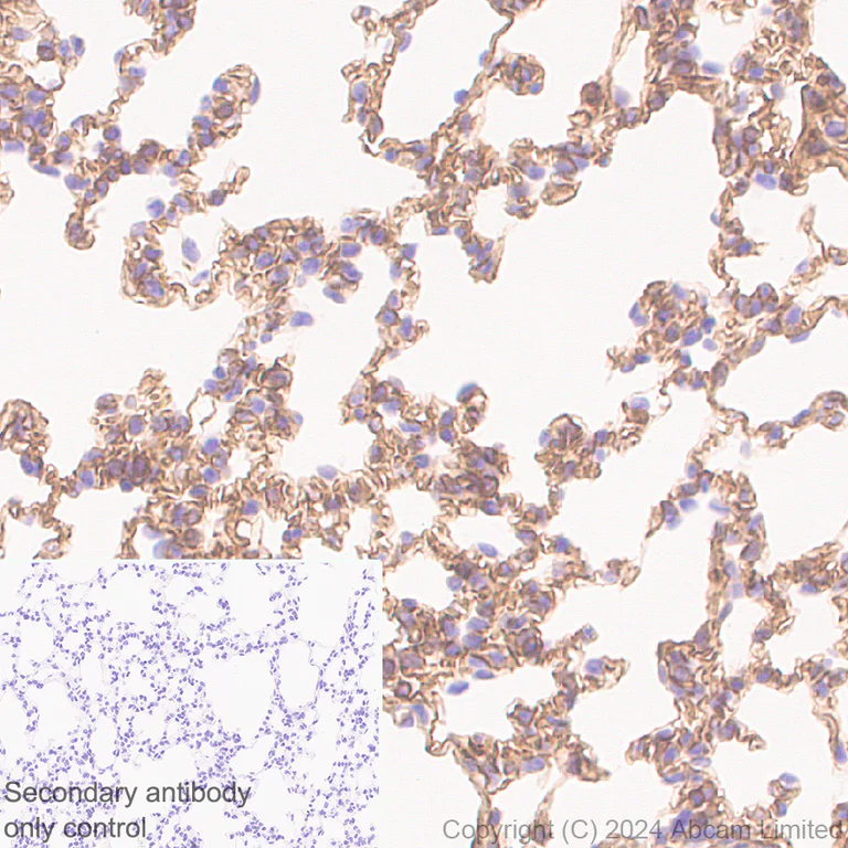 Immunohistochemistry (Formalin/PFA-fixed paraffin-embedded sections) - Anti-Laminin alpha 4/LAMA4 antibody [EPR28287-61] - BSA and Azide free (AB321979)