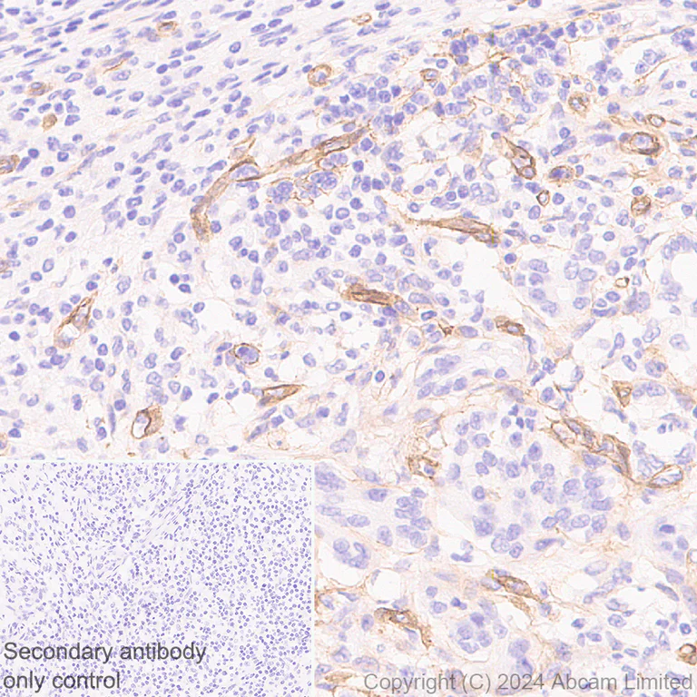 Immunohistochemistry (Formalin/PFA-fixed paraffin-embedded sections) - Anti-Laminin alpha 4/LAMA4 antibody [EPR28287-61] - BSA and Azide free (AB321979)