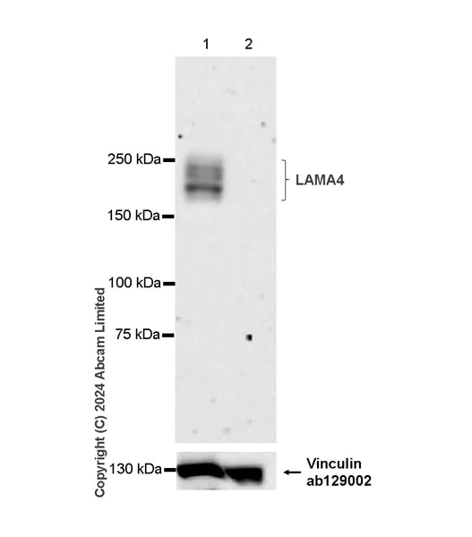 Western blot - Anti-Laminin alpha 4/LAMA4 antibody [EPR28287-61] - BSA and Azide free (AB321979)