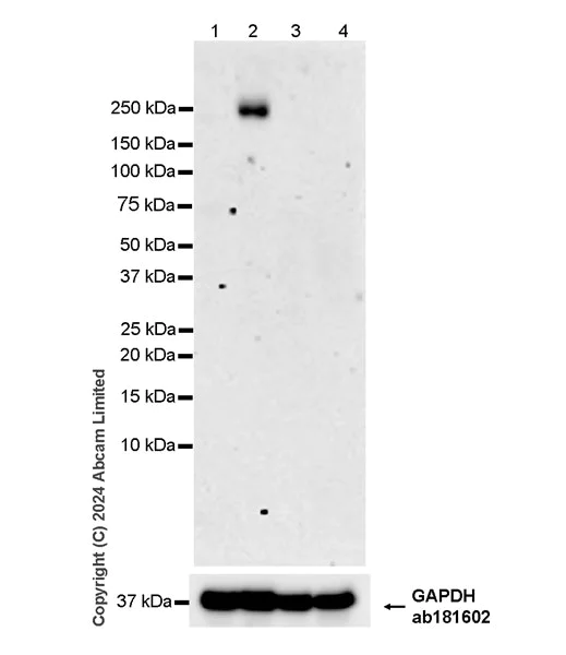 Western blot - Anti-Laminin alpha 4/LAMA4 antibody [EPR28287-61] - BSA and Azide free (AB321979)