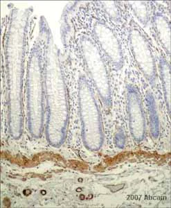 Immunohistochemistry (Formalin/PFA-fixed paraffin-embedded sections) - Anti-Laminin alpha 5/LAMA5 antibody [4C7] (AB17107)