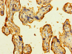 Immunohistochemistry (Formalin/PFA-fixed paraffin-embedded sections) - Anti-Laminin alpha 5/LAMA5 antibody (AB238582), expandable thumbnail