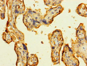 Immunohistochemistry (Formalin/PFA-fixed paraffin-embedded sections) - Anti-Laminin alpha 5/LAMA5 antibody (AB238582)