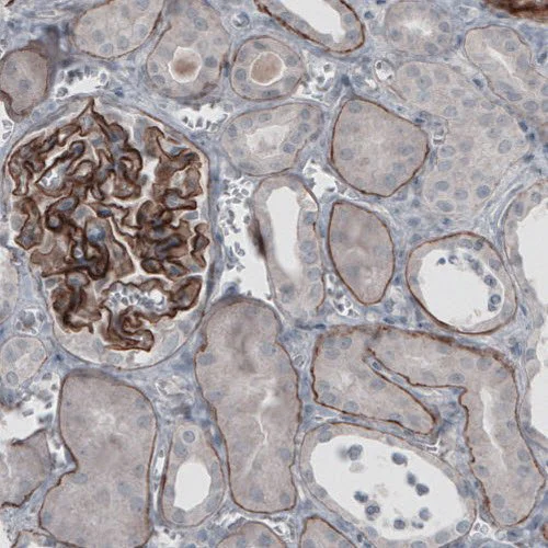 Immunohistochemistry (Formalin/PFA-fixed paraffin-embedded sections) - Anti-Laminin alpha 5/LAMA5 antibody [CL3118] (AB210957)