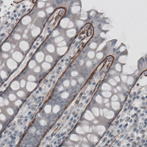 Immunohistochemistry (Formalin/PFA-fixed paraffin-embedded sections) - Anti-Laminin alpha 5/LAMA5 antibody [CL3118] (AB210957)
