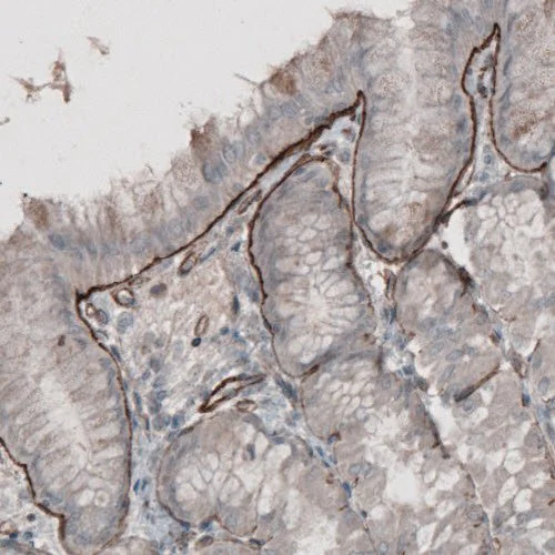 Immunohistochemistry (Formalin/PFA-fixed paraffin-embedded sections) - Anti-Laminin alpha 5/LAMA5 antibody [CL3118] (AB210957)