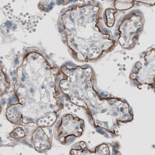 Immunohistochemistry (Formalin/PFA-fixed paraffin-embedded sections) - Anti-Laminin alpha 5/LAMA5 antibody [CL3118] (AB210957)