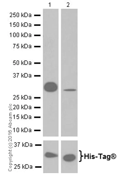 Western blot - Anti-Laminin alpha 5/LAMA5 antibody [EPR18919] (AB184330)