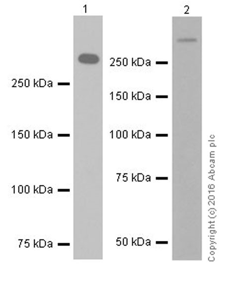 Western blot - Anti-Laminin alpha 5/LAMA5 antibody [EPR18919] - BSA and Azide free (AB271947)