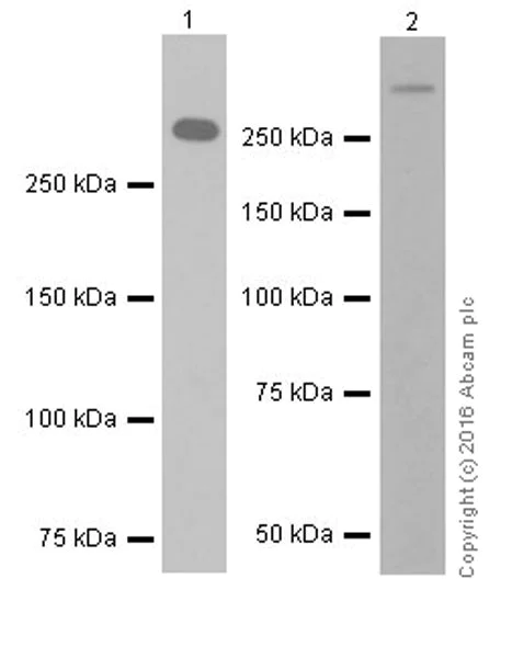 Western blot - Anti-Laminin alpha 5/LAMA5 antibody [EPR18919] - BSA and Azide free (AB271947)
