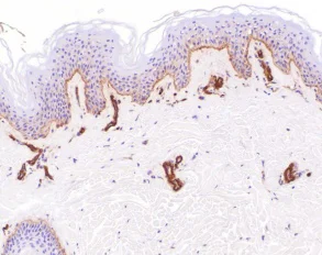 Immunohistochemistry (Formalin/PFA-fixed paraffin-embedded sections) - Anti-Laminin antibody (AB11575)
