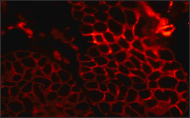 Immunohistochemistry (Formalin/PFA-fixed paraffin-embedded sections) - Anti-Laminin antibody (AB11575)