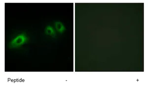 Immunocytochemistry/ Immunofluorescence - Anti-Laminin beta 1 antibody (AB69633)