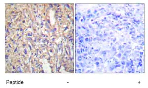 Immunohistochemistry (Formalin/PFA-fixed paraffin-embedded sections) - Anti-Laminin beta 1 antibody (AB69633)
