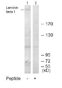 Western blot - Anti-Laminin beta 1 antibody (AB69633)